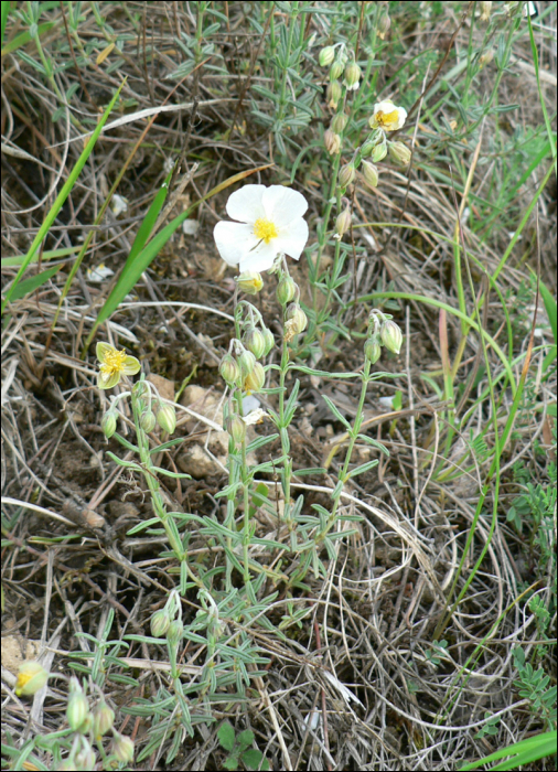 Helianthemum apenninum