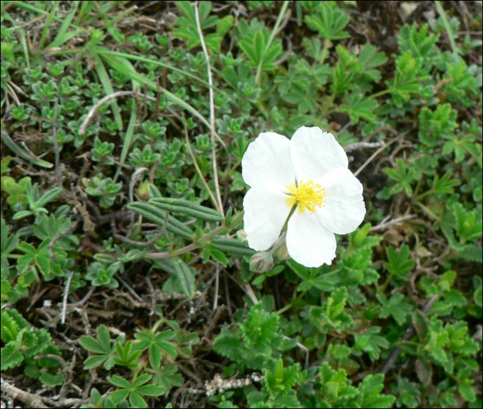 Helianthemum apenninum