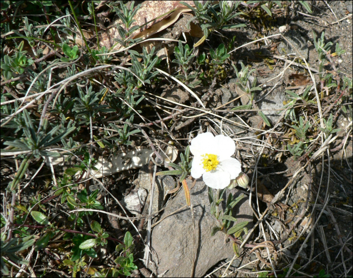 Helianthemum apenninum