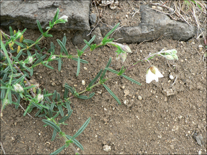 Helianthemum apenninum