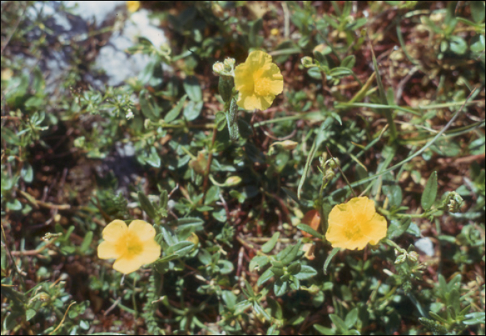 Helianthemum grandiflorum (Scop)