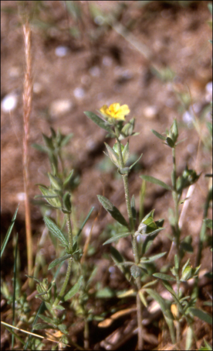 helianthemum ledifolium