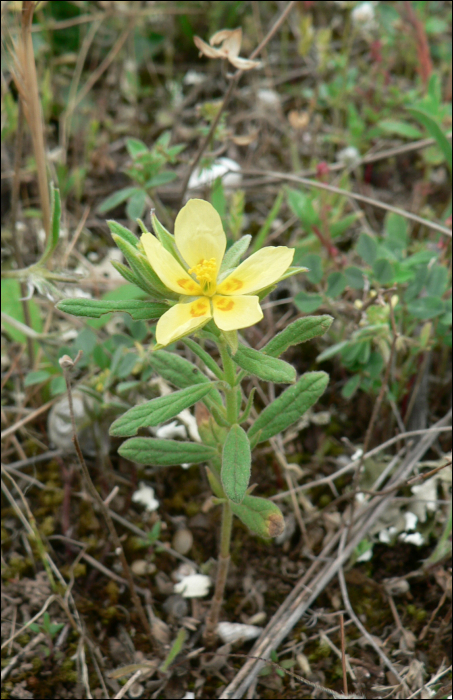 helianthemum ledifolium