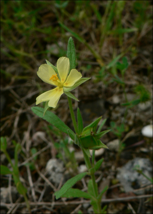 helianthemum ledifolium