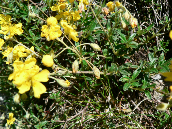 Helianthemum nummularium (=Helianthemum vulgare)