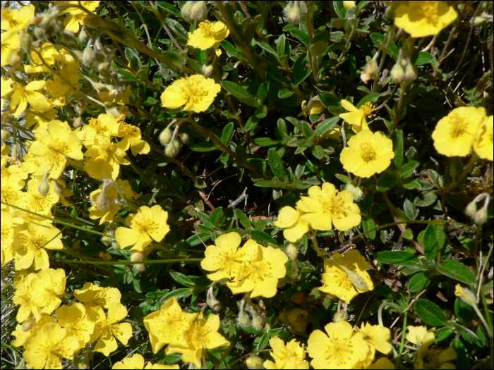 Helianthemum nummularium (=Helianthemum vulgare)