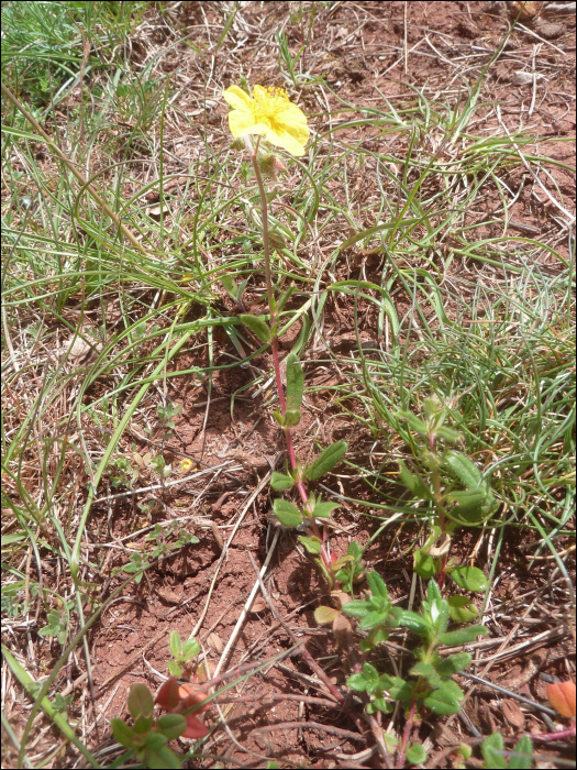 Helianthemum nummularium (=Helianthemum vulgare)