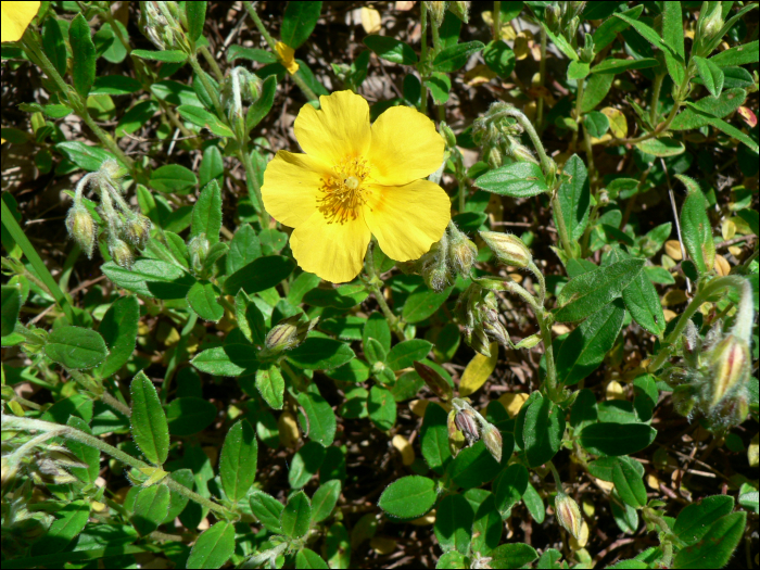 Helianthemum nummularium (=Helianthemum vulgare)