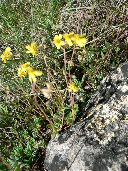 Helianthemum oelandicum (=Helianthemum canum)