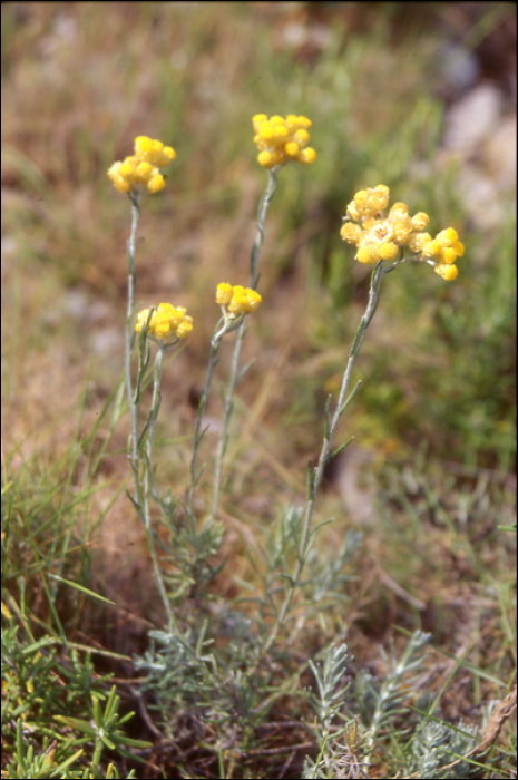 Helichrysum italicum