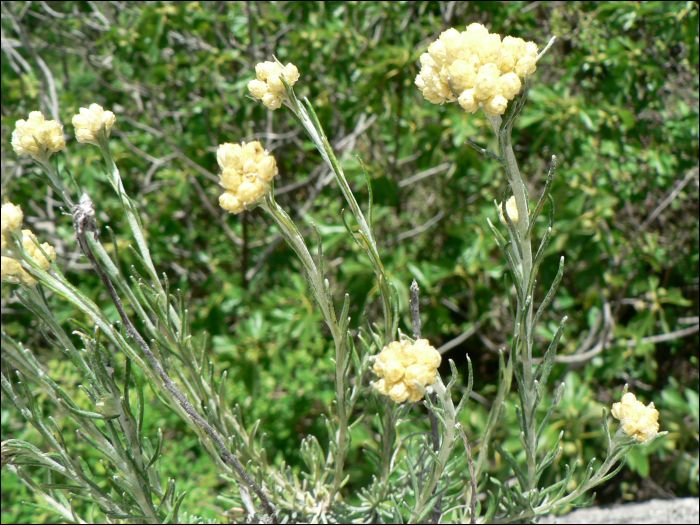 Helichrysum staechas (L.)