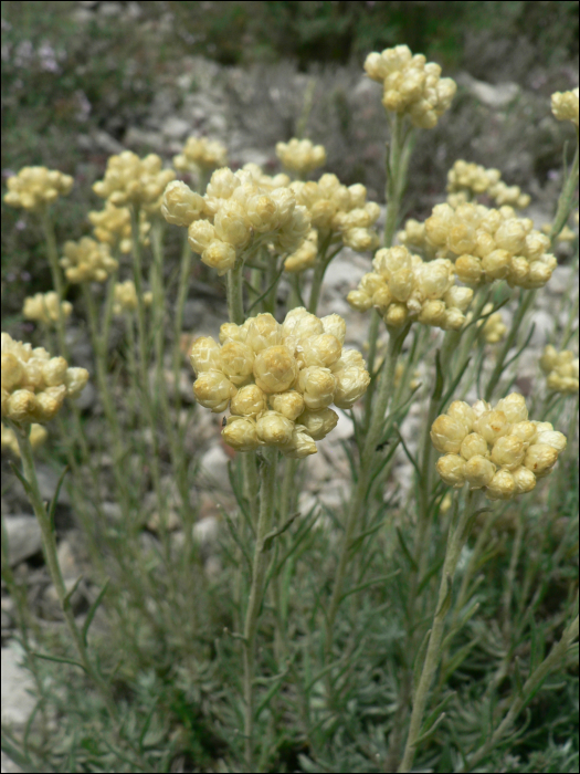 Helichrysum staechas (L.)
