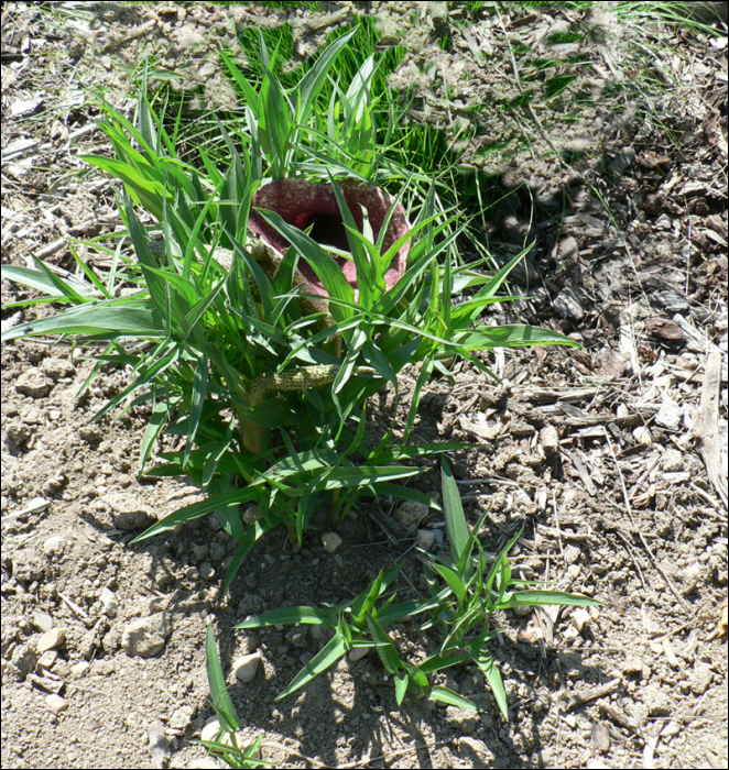 Heliocodiceros muscivorus