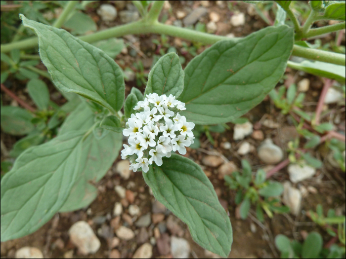 Heliotropium europaeum L.