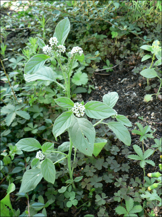 Heliotropium europaeum L.