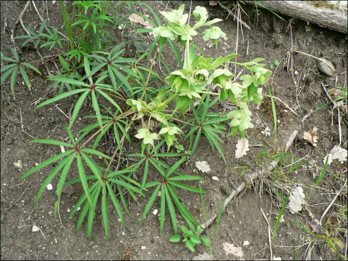 Helleborus faetidus L.