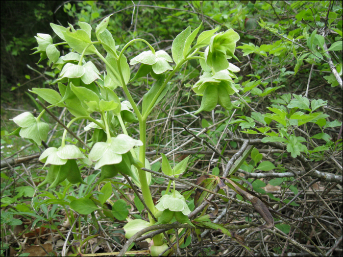 Helleborus faetidus L.