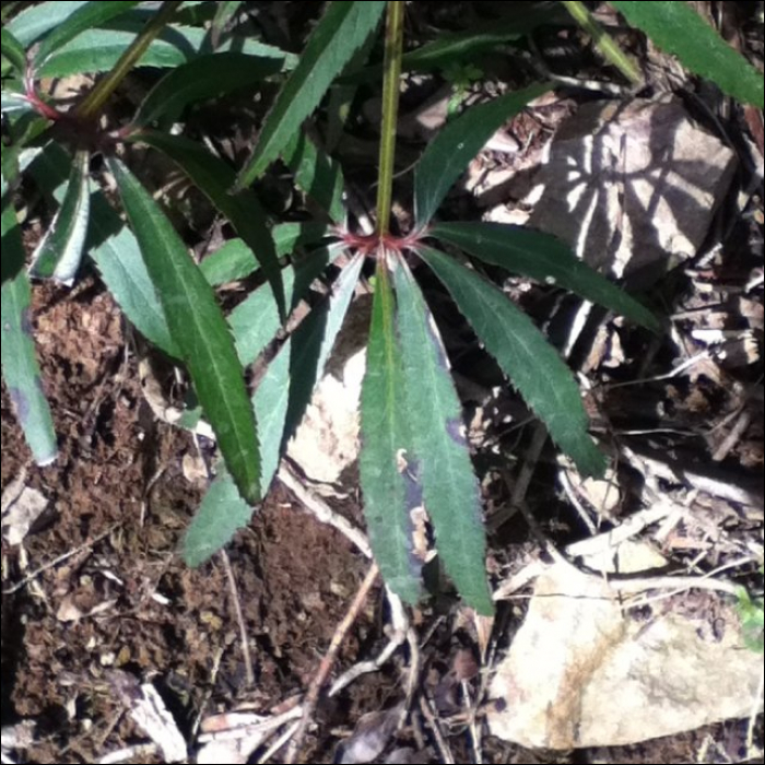 Helleborus faetidus L.