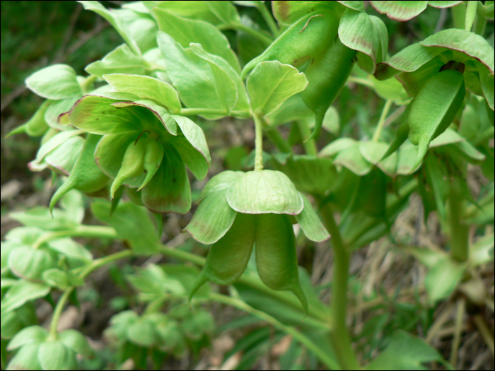 Helleborus faetidus L.