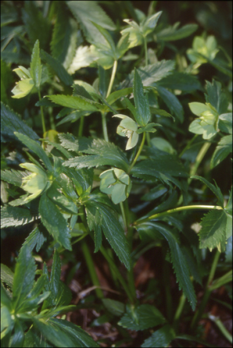 Helleborus viridis L.