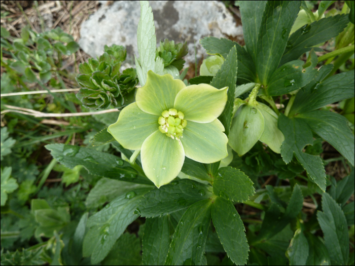 Helleborus viridis L.