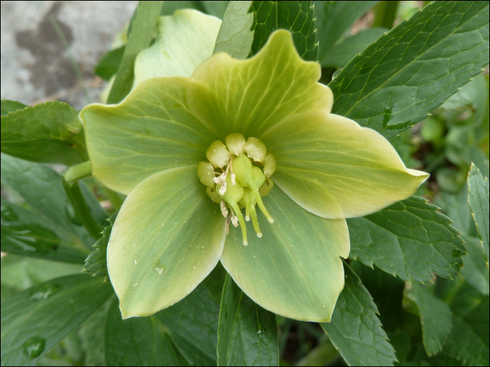 Photo de Hellebore vert (Helleborus viridis L.)