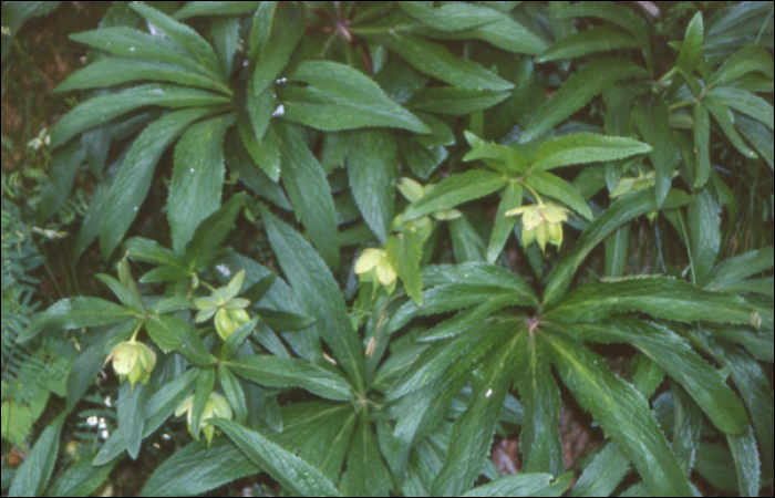 Helleborus viridis L.