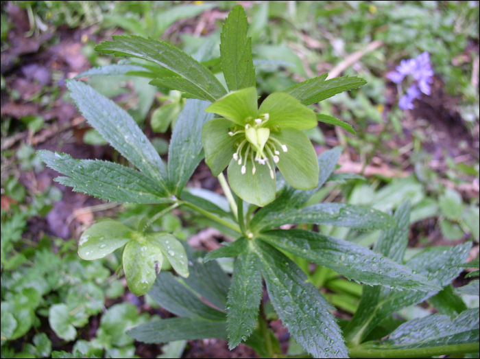 Helleborus viridis L.