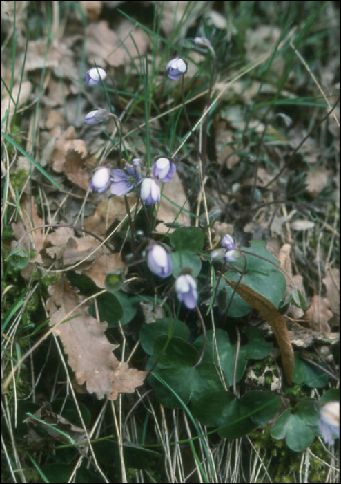 Hepatica nobilis Schreb. (=Anemone hepatica)