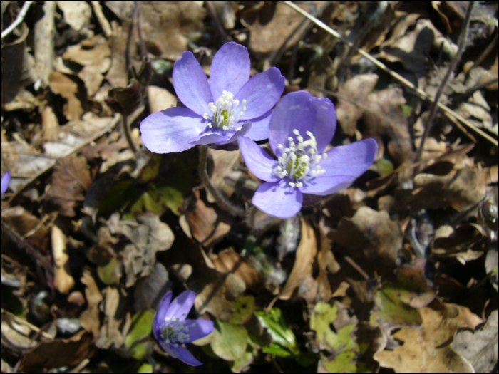 Hepatica nobilis Schreb. (=Anemone hepatica)