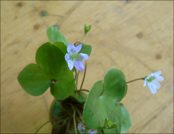 Hepatica nobilis Schreb. (=Anemone hepatica)