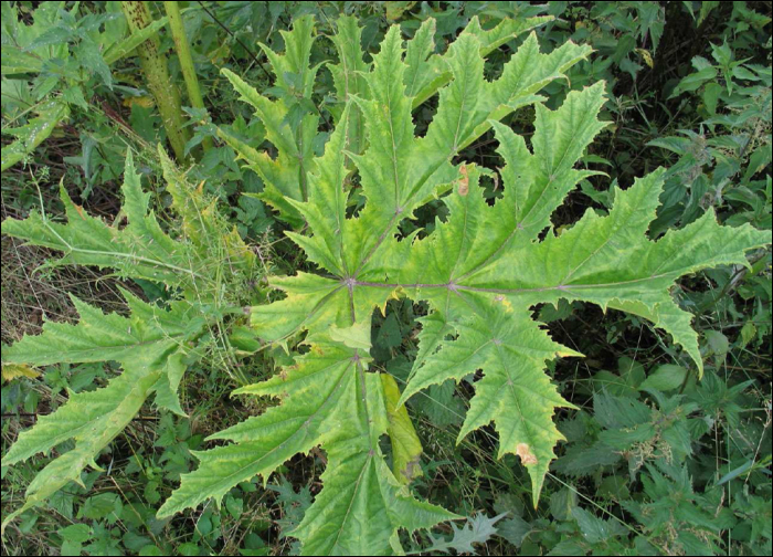 Heracleum mantegazzianum