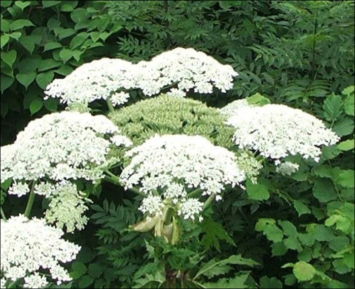 Heracleum mantegazzianum