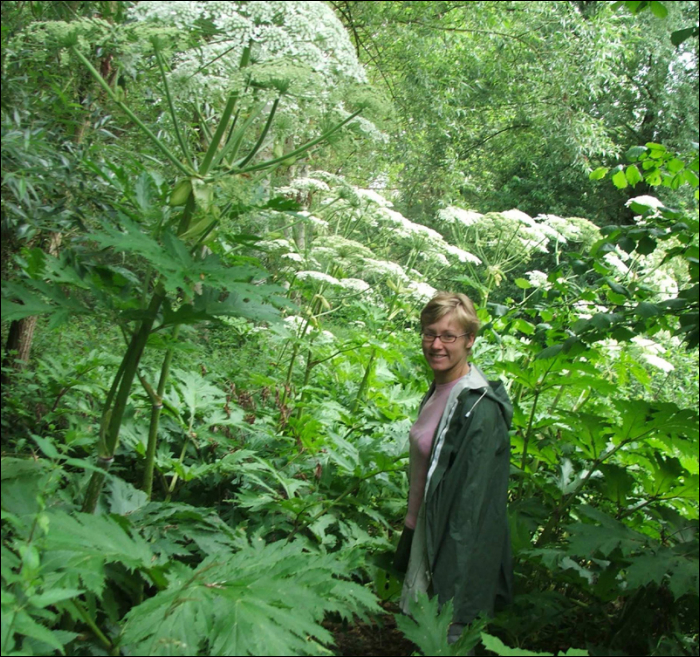 Heracleum mantegazzianum