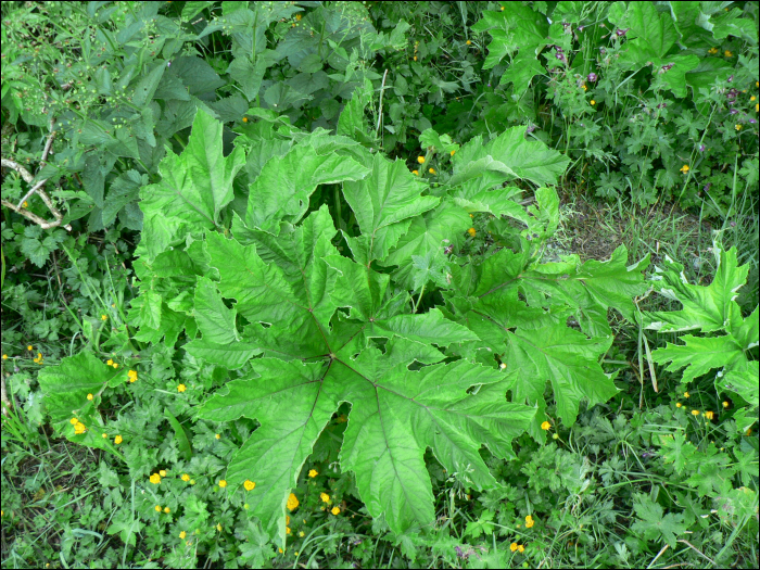 Heracleum pyrenaicum