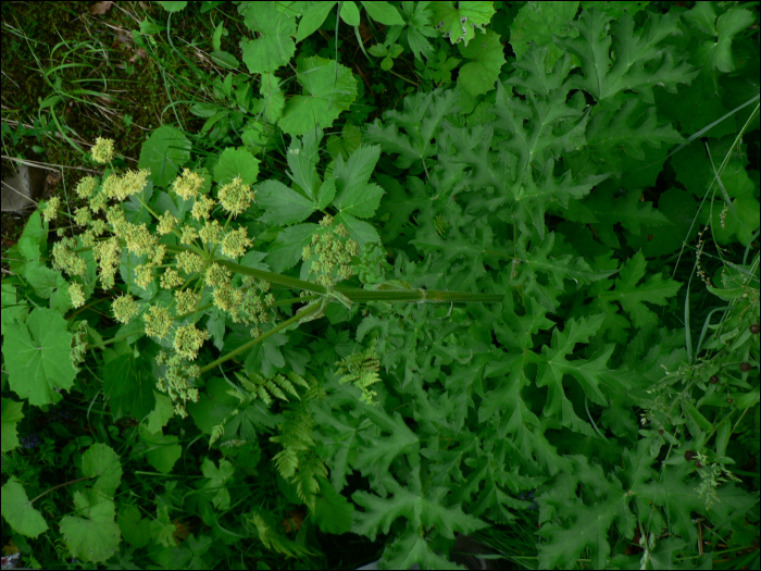 Heracleum sibiricum