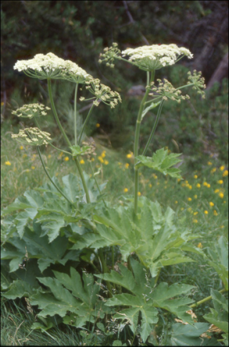 Heracleum sphondylium L.