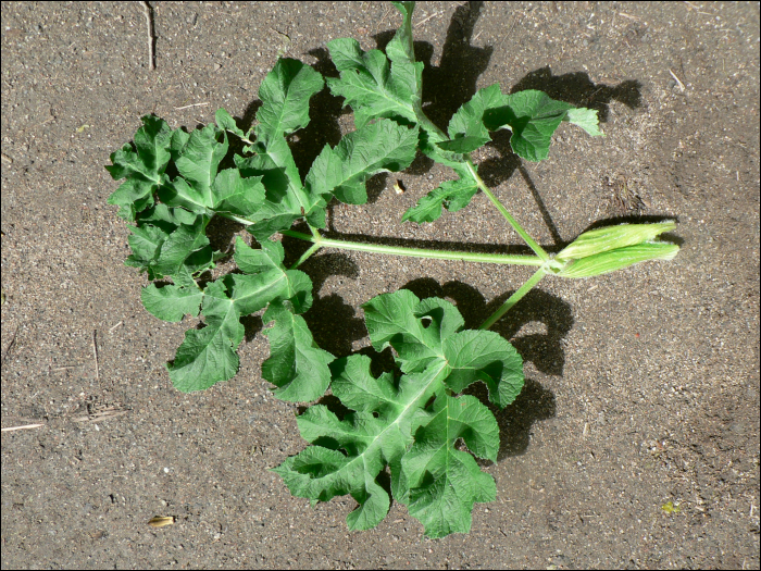 Heracleum sphondylium L.