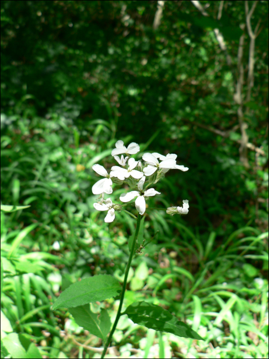 Hesperis matronalis