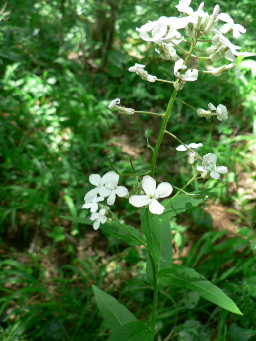 Hesperis matronalis