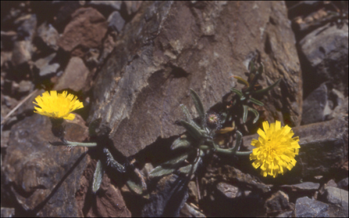 Hieracium alpinum aggr.