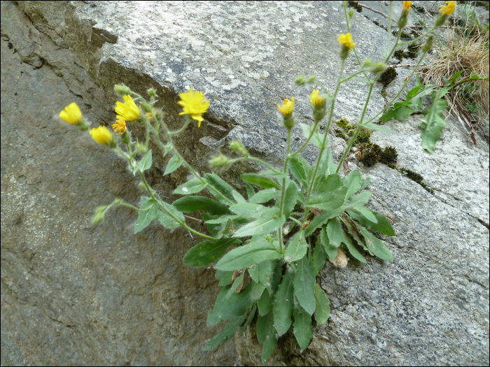 Hieracium amplexicaule