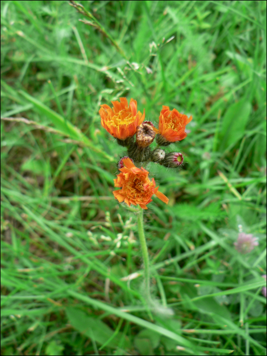 Hieracium aurantiacum L.