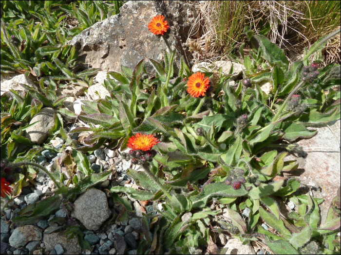 Hieracium aurantiacum L.