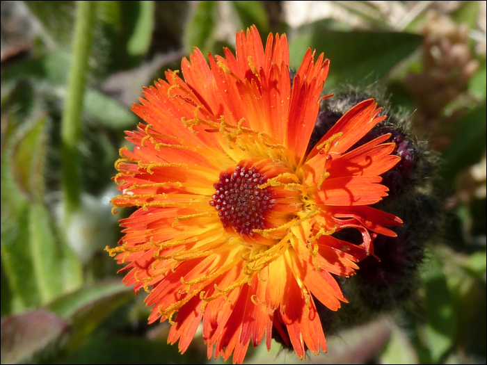 Hieracium aurantiacum L.