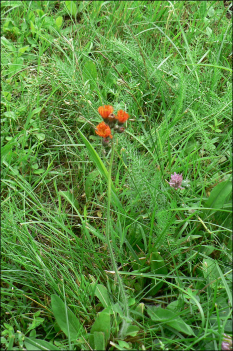 Hieracium aurantiacum L.