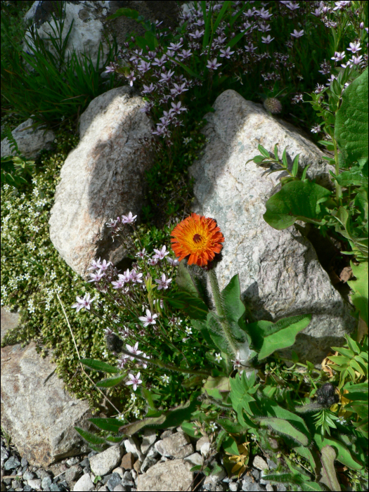 Hieracium aurantiacum L.