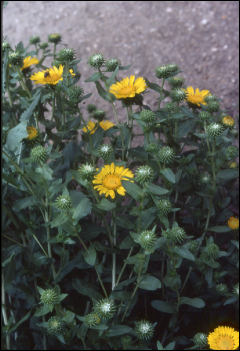 Hieracium bupleuroïdes