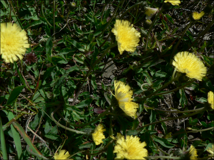 Hieracium lactucella Wallr. (=Hieracium auricula)