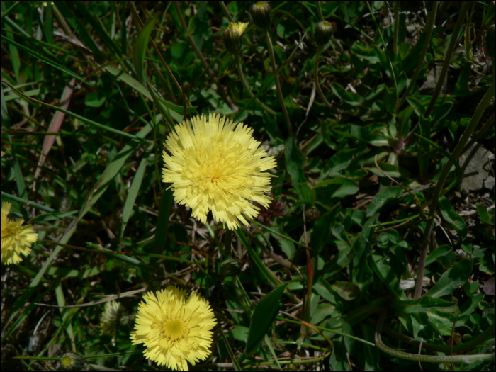 Hieracium lactucella Wallr. (=Hieracium auricula)